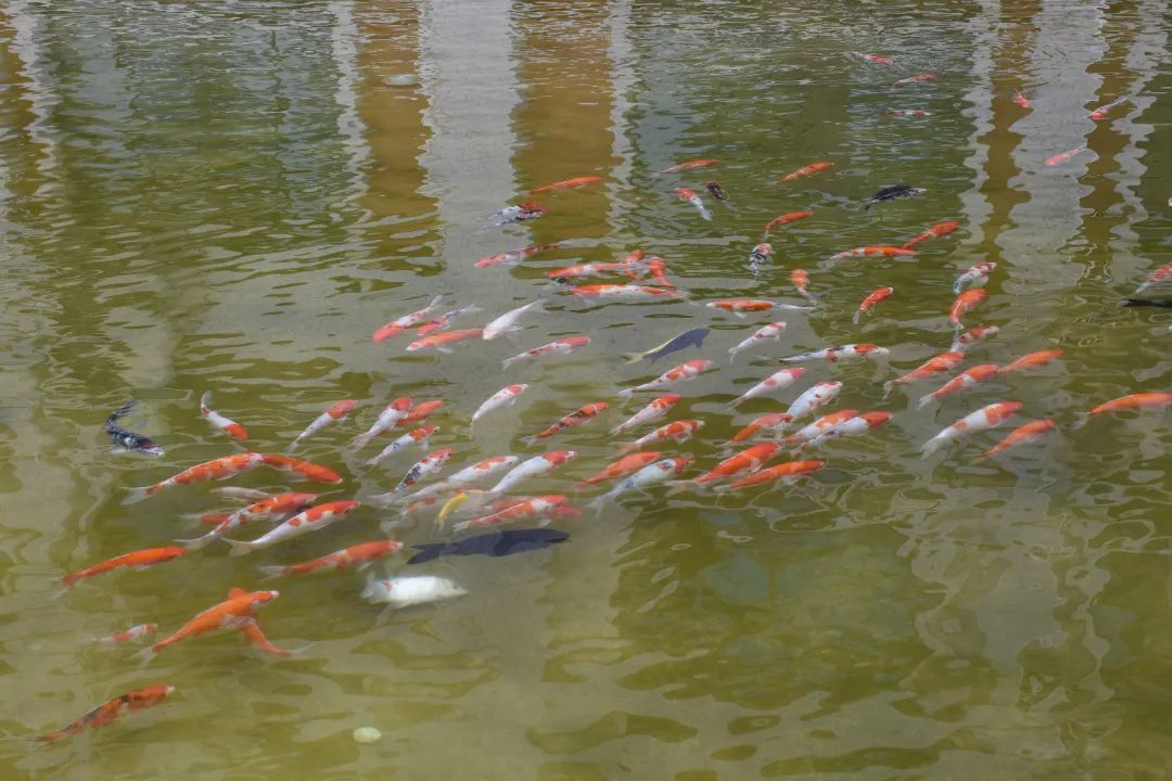 錦鯉池(1).jpg 圖片